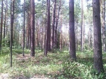 Наш лес
