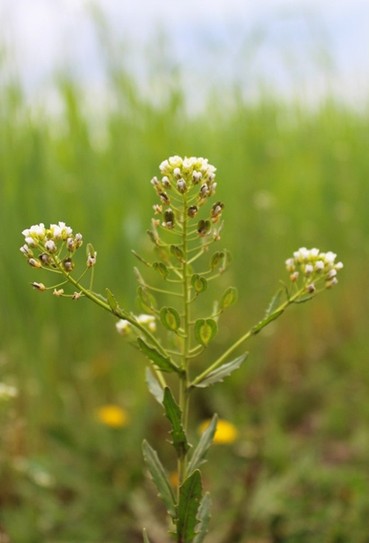 Клоповник полевой - лат. Lepidium campestre. (Чувашия, Мариинско Посадский район, 21. 05. 16)