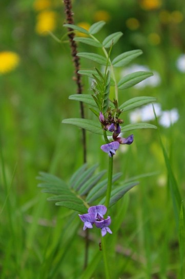 Горошек заборный  - лат. Vicia sepium. (Чувашия, Мариинско Посадский район, 21. 05. 16)