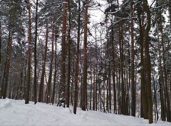В подмосковном городе Видное и его окрестностях в январе 2022 года... Рядом с усадьбой на склоне расположился живописный сосновый бор