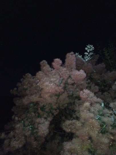 Скумпия в ночной росе - розовое облако в бриллиантах