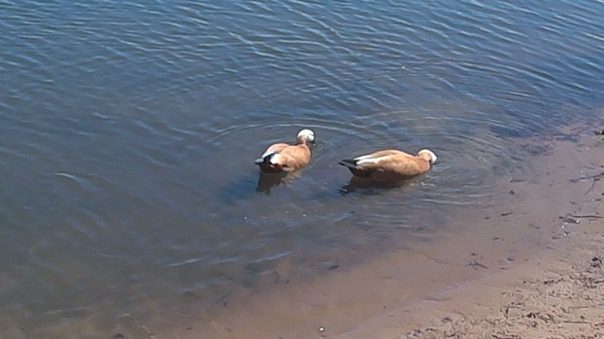 Кормили птичек на озере