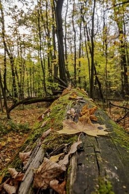 Листья на старом дереве
