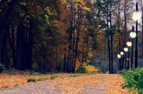 Осень в Сестрорецком парке.