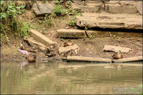Кряквы, отдыхающие на руинах спуска к смотровой площадке на правом берегу Центрального пруда дендрария