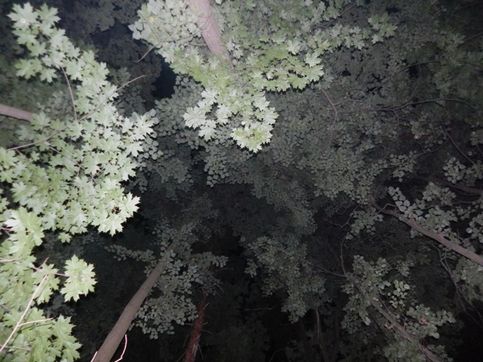 Томилинский лесопарк. Ночной лес.