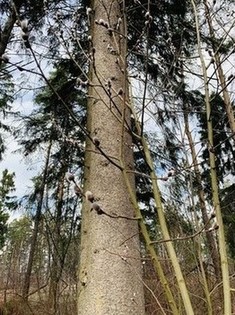 А через пару дней ночью по прогнозу до -7