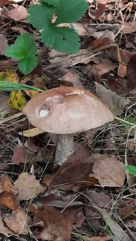 Снова гриб на берегу Лесного пруда