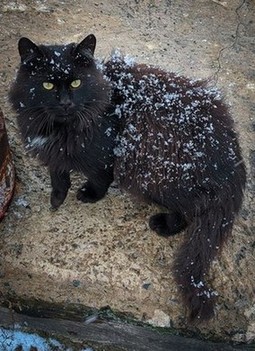 Кота на улице накрыло первым (или вторым уже) снегом. Есть его он уже пробовал, больше не лезет. Остатся смириться и медленно офигевать. Д- дубак
