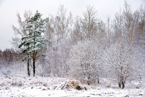 Деревья под первым снегом. После первого снегопада в конце ноября неподалеку от аэропорта Домодедово. Дата снимка: 27. 11. 2013