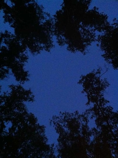 Ночной лес мистически прекрасен!
