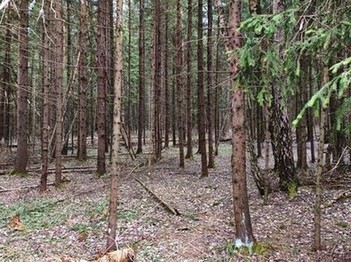 В лес за дровами
