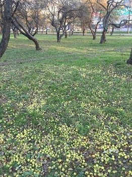 Яблочные сады на Кутузовском проспекте метро Славянский бульвар
