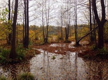 Озеро Белое, Владимирская область. Красивейшие леса владимирского края полны чистых озр и топких болот