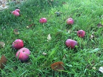 Осень осыпает яблоками сад