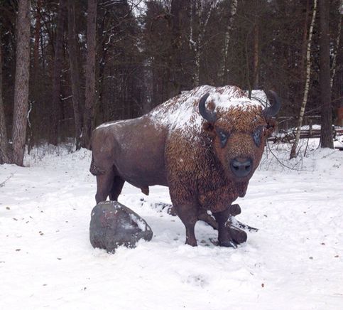 Приокско-Террасный заповедник, Московская область. Главной достопримечательностью заповедника является зубр - дикий лесной бык и самое крупное животное Европейского континента
