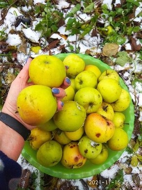 Осенние яблоки, со снегом... Остановка в Сергиевом Посаде по дороге в Рыбинск
