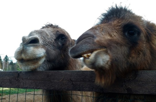 Ферма Российские Альпаки осень 2020 года... Семейство верблюдов - пенсионеров, ранее работавших в цирке.