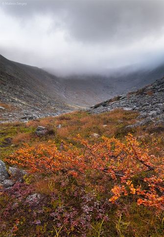 Цветущие осенью... Верховья Медвежьего ручья. Хибины. Сентябрь, 2012