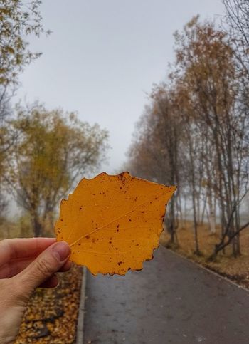 Осень убила лето мягким поцелуем. Яйцо куриное 2 категории (ячейка 30 шт. ). Магазин Светофор, г. Белорецк, ул. Блюхера, 149/1