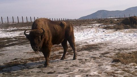 Зубр - современник мамонта. Парк ледникового периода вблизи ТРК Сибирское подворье