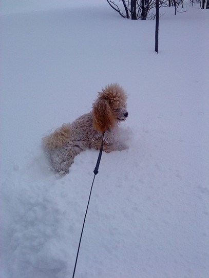 Снежная собака