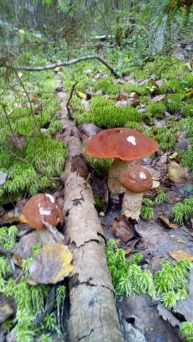 Осенний поход за грибами