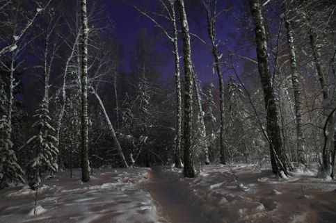 Зимний лес, освещнный огнями у Терешковой 12. 15 декабря 2012. 18:09