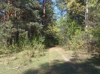 Сентябрь 2012. Наш лес в 200 метрах от дома