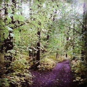 Гуляю по осенниму лесу. Чистый воздух, покой и так красиво