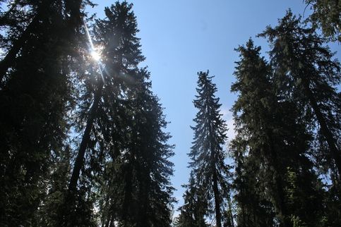 Ельник, первичный лес