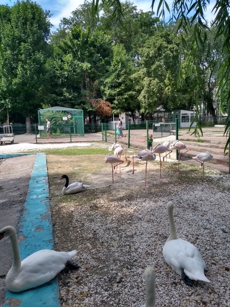 Озеро с фламинго и лебедями  в Парке Революции
