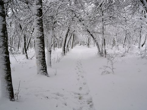 Шахты. Лес микрорайона ХБК после февральского снегопада