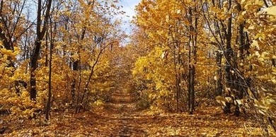 Осенний лес  под Жигулевском