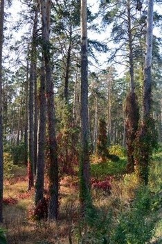 Друидский лес