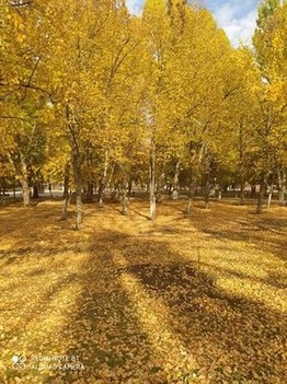 У берез и сосен тихо бродит Осень