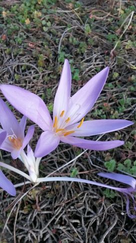 Безвременник осенний (Colchicum)