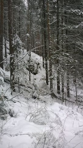 Лес под снегом