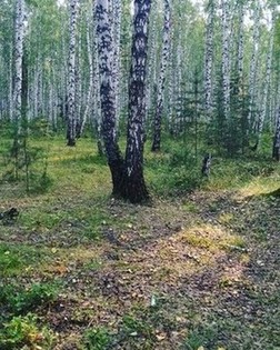 Грибной березовый лес
