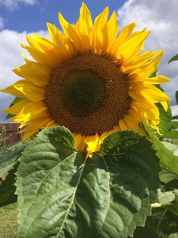 Ну, правда же, прелесть, как красив! Эти солнечные любимчики каждое лето украшают наш сад и дарят солнечное настроение!