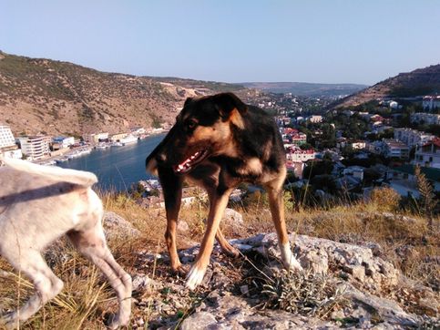 Прибилось с вечера 2 собаки, в итоге проснулся от того что они играются, охраняли мой сон всю ночь