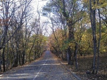Осенний лес на Машуке прекрасен
