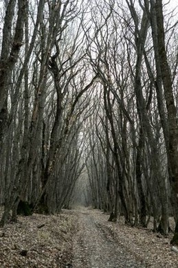 Мамайский лес