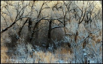 Сказочный лес. Фото: Чернышов А. А