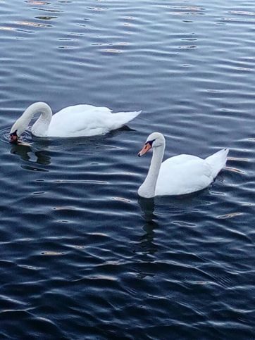 Альметьевская достопримечательность - пара белых лебедей