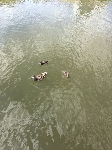 Утки на городском озере